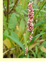  ,    (Polygonum persicaria L)